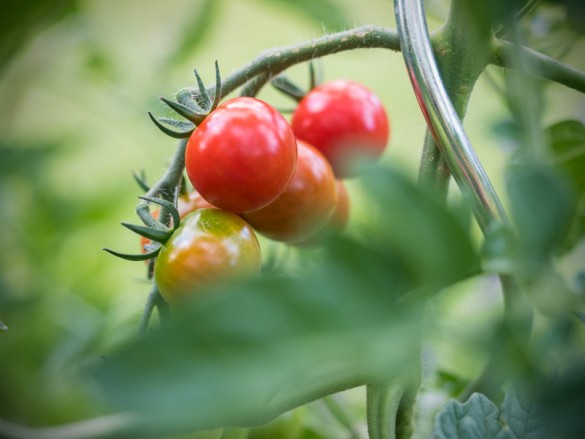 erste Paradeiser-Tomaten reif 2015