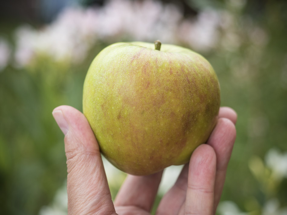 Die ersten Äpfel werden reif