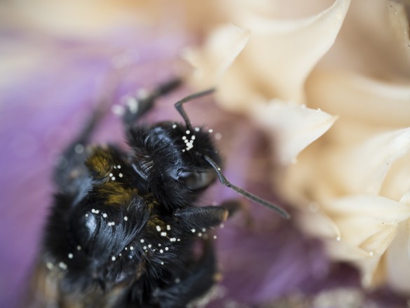 Hummel sucht nach Pollen-02