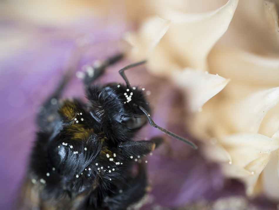 Hummel sucht nach Pollen-02