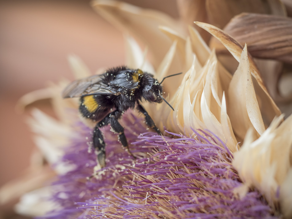 Hummel sucht nach Pollen