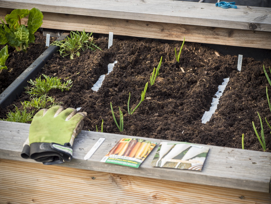 Es geht Los: Die erste Aussaat in diesem Frühling