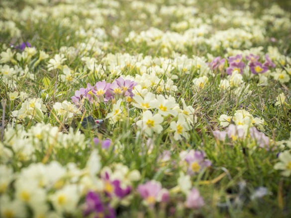 Primeln-Frühling-Burgenland