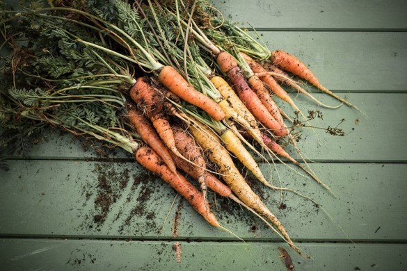 Karotten im Winter im Hochbeet