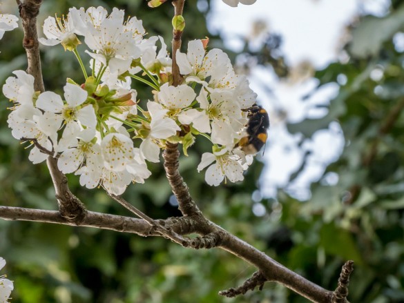 Die Maikirschen blühen und eine Hummel fliegt!