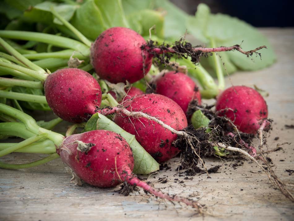 Radieschen-Ernte-Hochbeet-2016