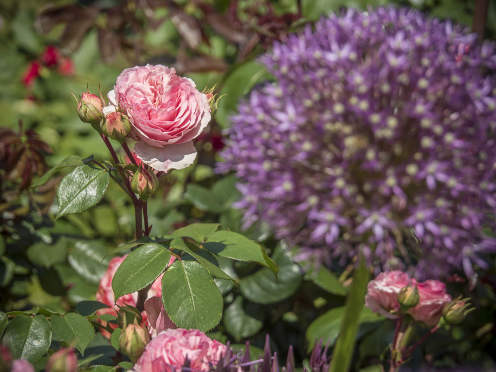 Rosenblüte-Burgenland-Mai-2016