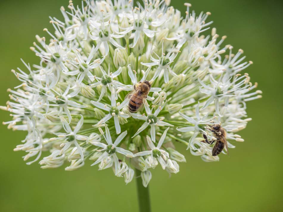 Zierlauch-Alium-2016-01