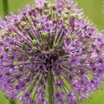 Zierlauch-Alium-2016-03