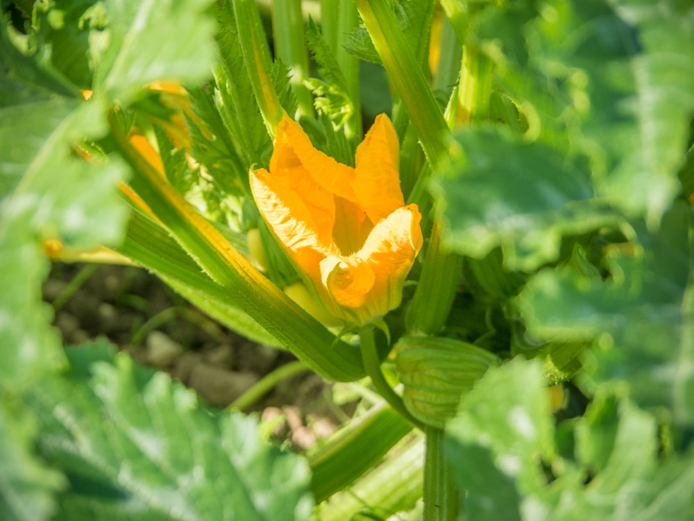 Gelbe Zucchini werden geerntet