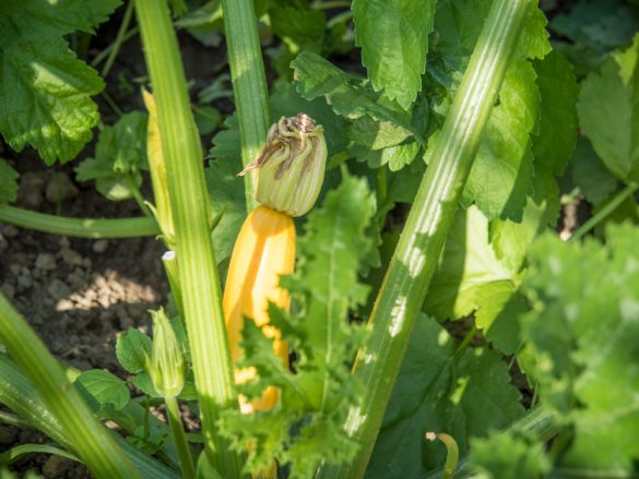 Gelbe-Zucchini-ernten-Burgenland-2016-02