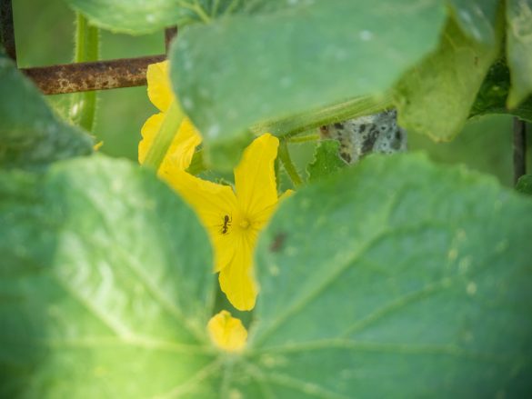 Gelbe-Zucchini-ernten-Burgenland-2016-04