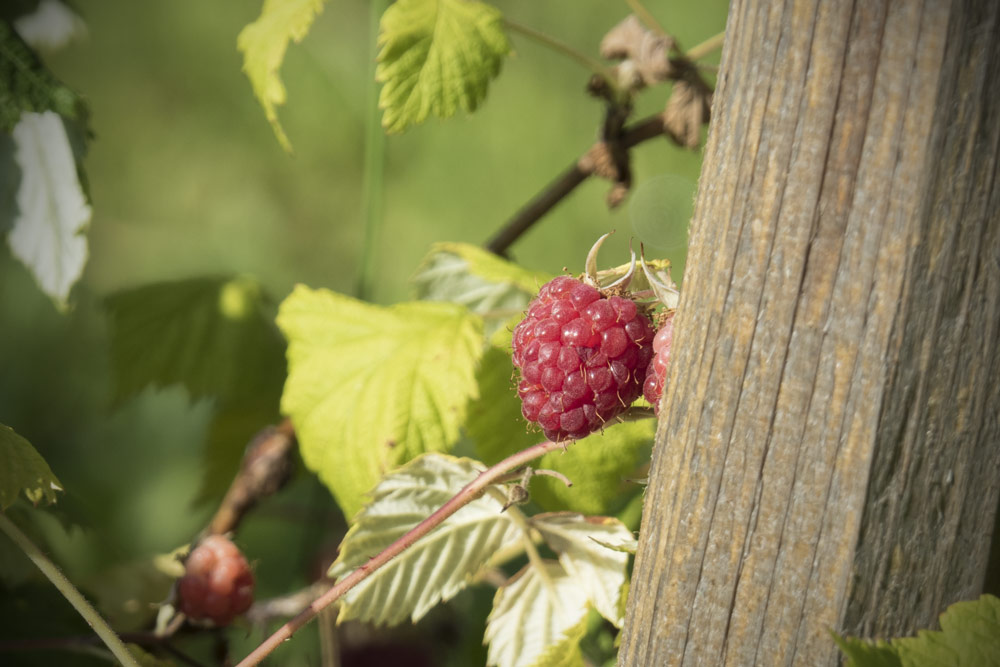 Himmlische Himbeeren!