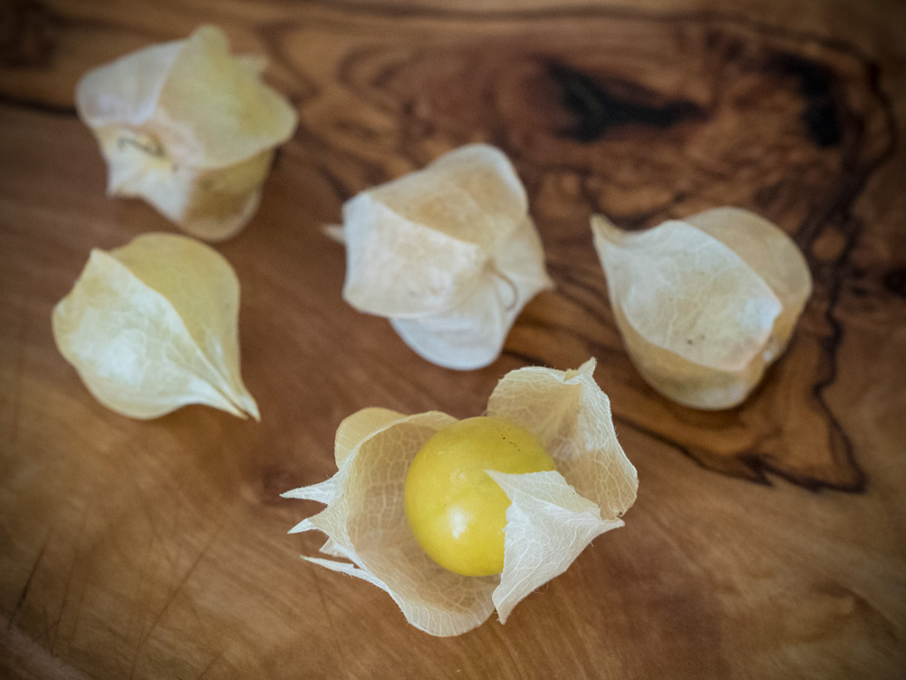 Die Andenbeere (Physalis) schmeckt! Leider nicht nur uns Menschen...