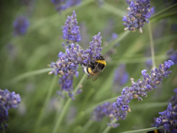 Hummel-Lavendel-