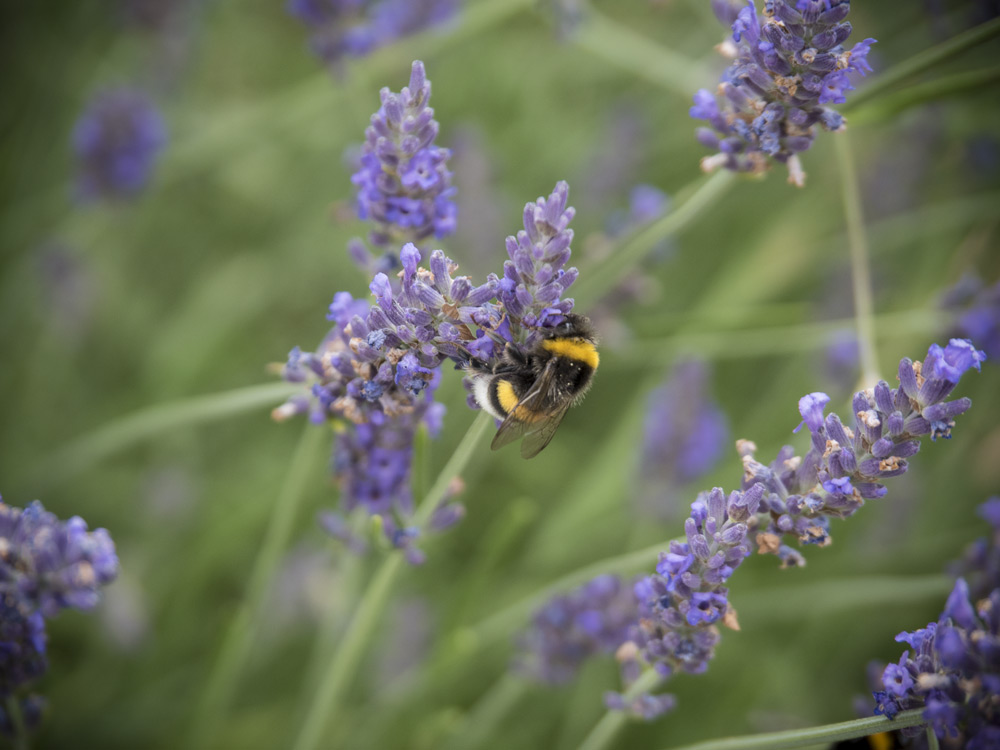 Lavendel schmeckt Hummeln, Bienen und uns!