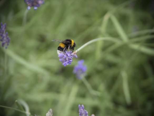 Hummel-Lavendel-02