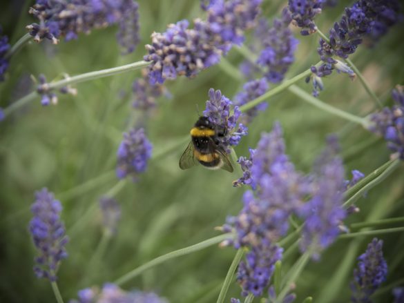 Hummel-Lavendel-03