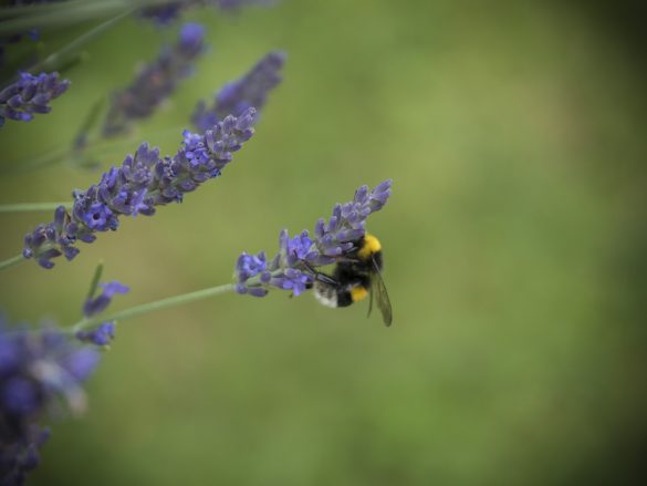 Hummel-Lavendel-04