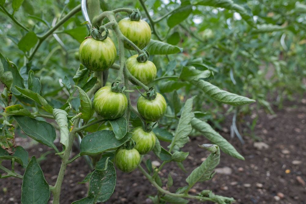 Tomaten und Paradeiser fast reif