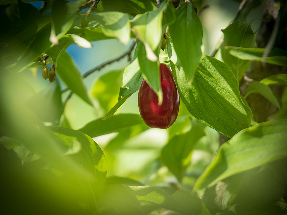 Dirndln im Garten