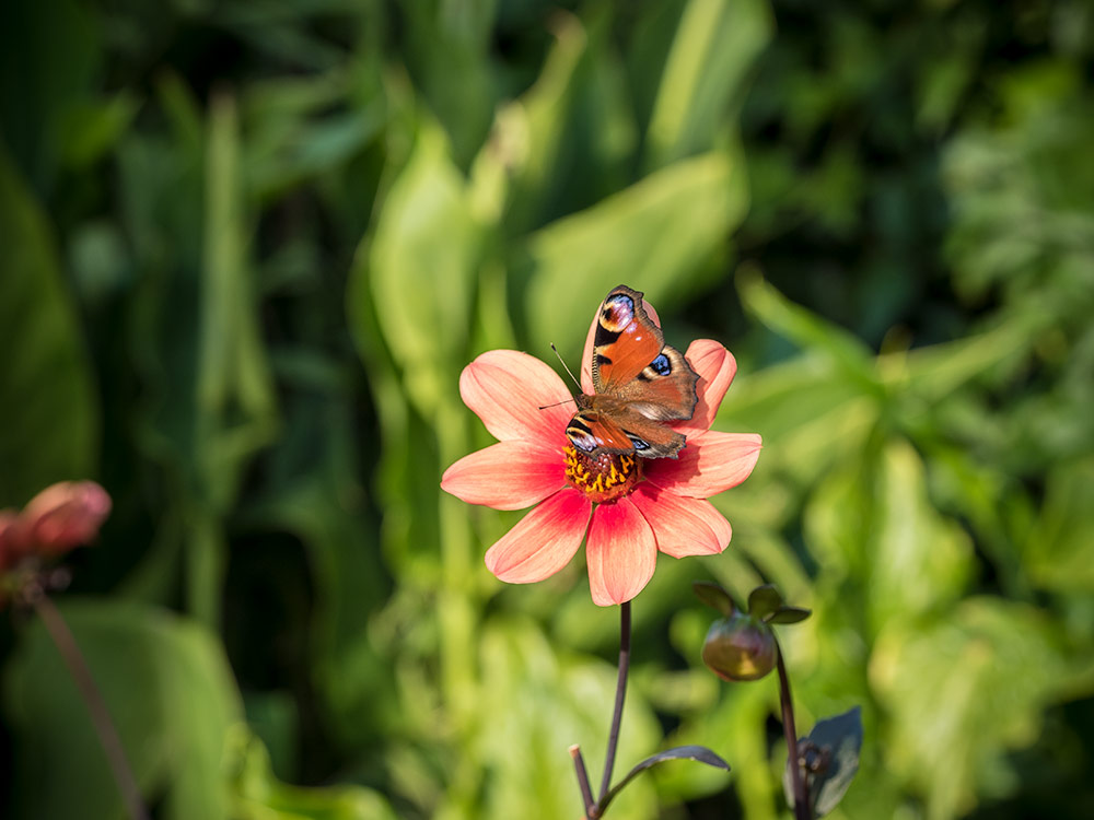 Tagpfauenauge-Schmetterling-unefuellte-Dahlie