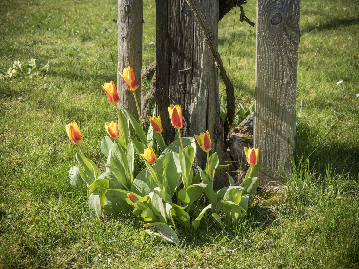 Treue Tulpen