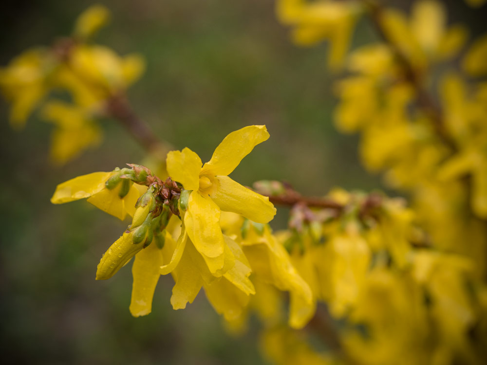 Forsythie blüht