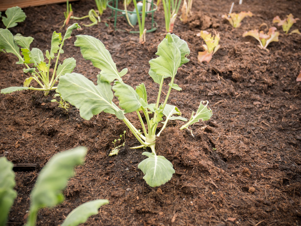 Der Kohlrabi hat den Winter überstanden!