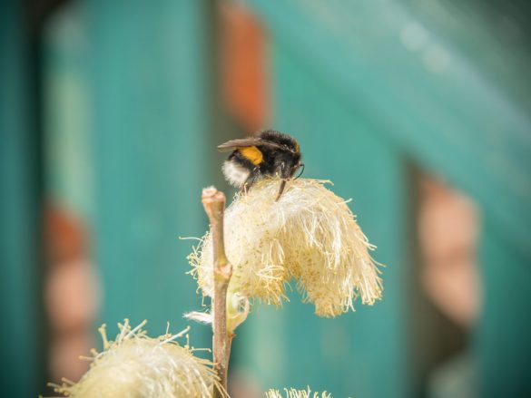 Hummel-Weide-Palmkatzerl