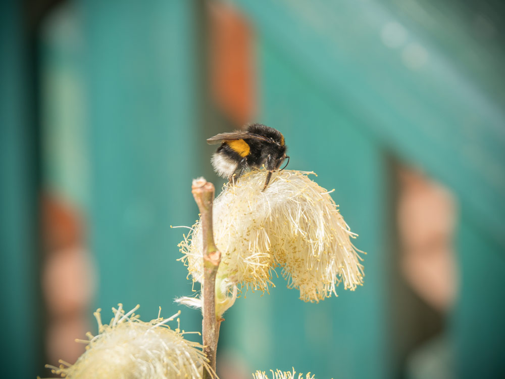 Auch Bienen und Hummeln mögen Palmkatzerl!