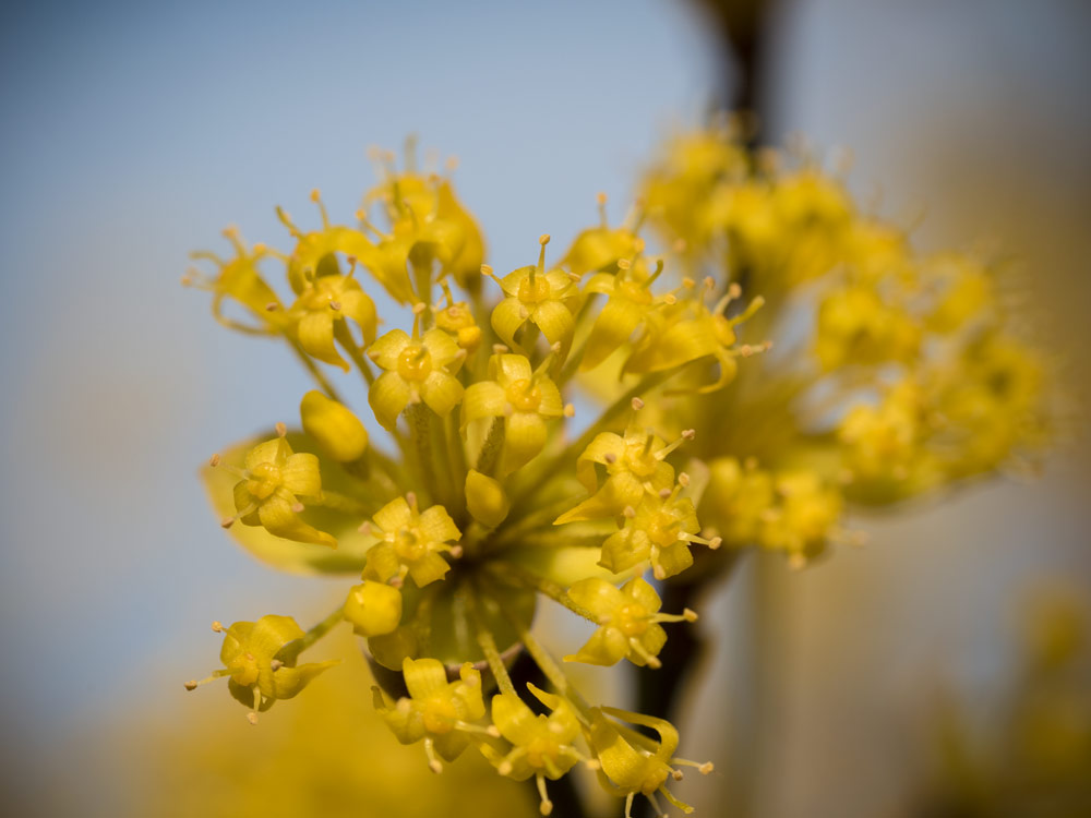 Die Kornelkirsche blüht - der Frühling ist da (beinahe)!