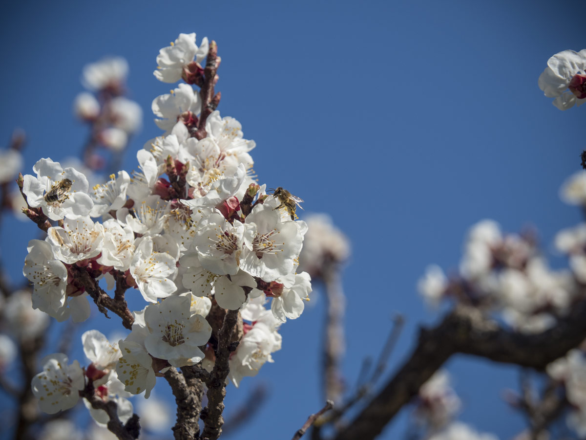 Marillenblüte, Bienen und Hummeln