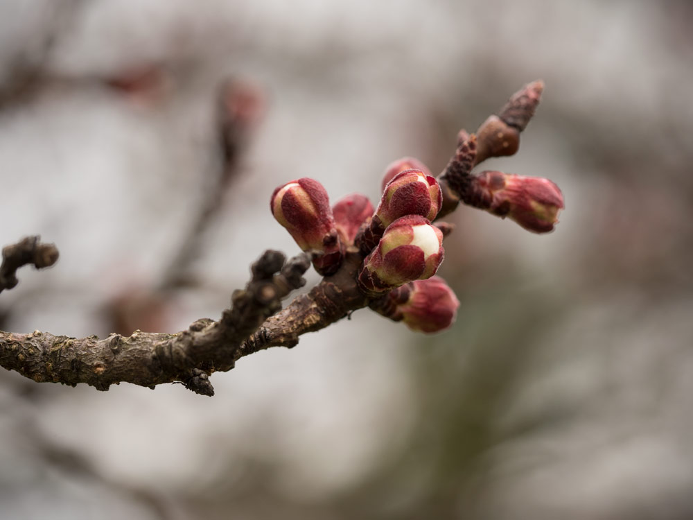 Marillenblüte steht bevor