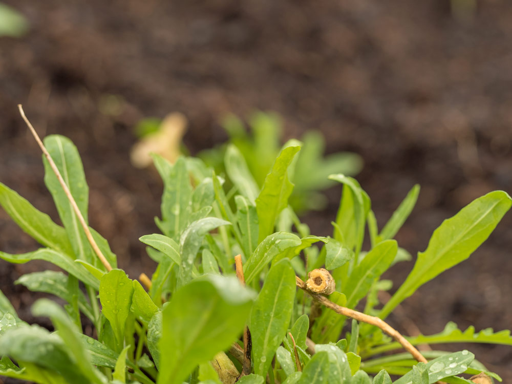 Ruccola-Hochbeet-Maerz-