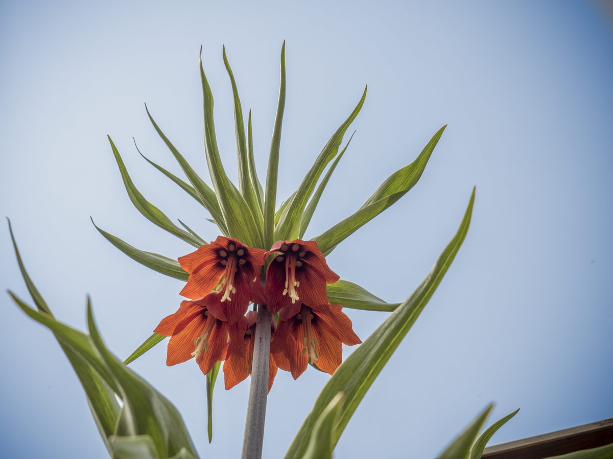 Kaiserkrone - Fritillaria