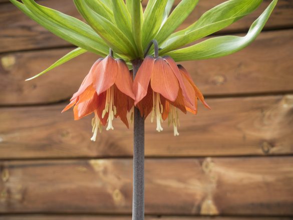 Kaiserkrone-Fritillaria-03-2017-web