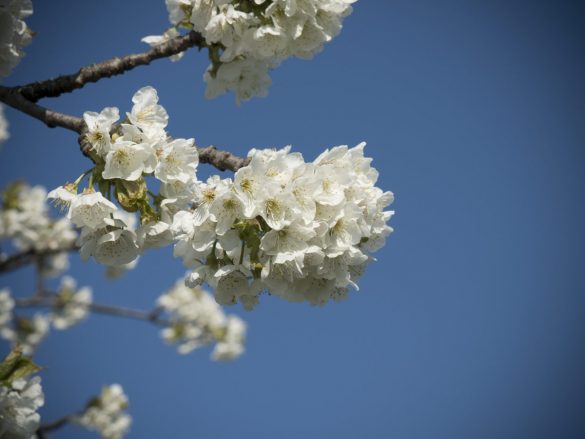 Kirschen-vollblüte-April-2017-01