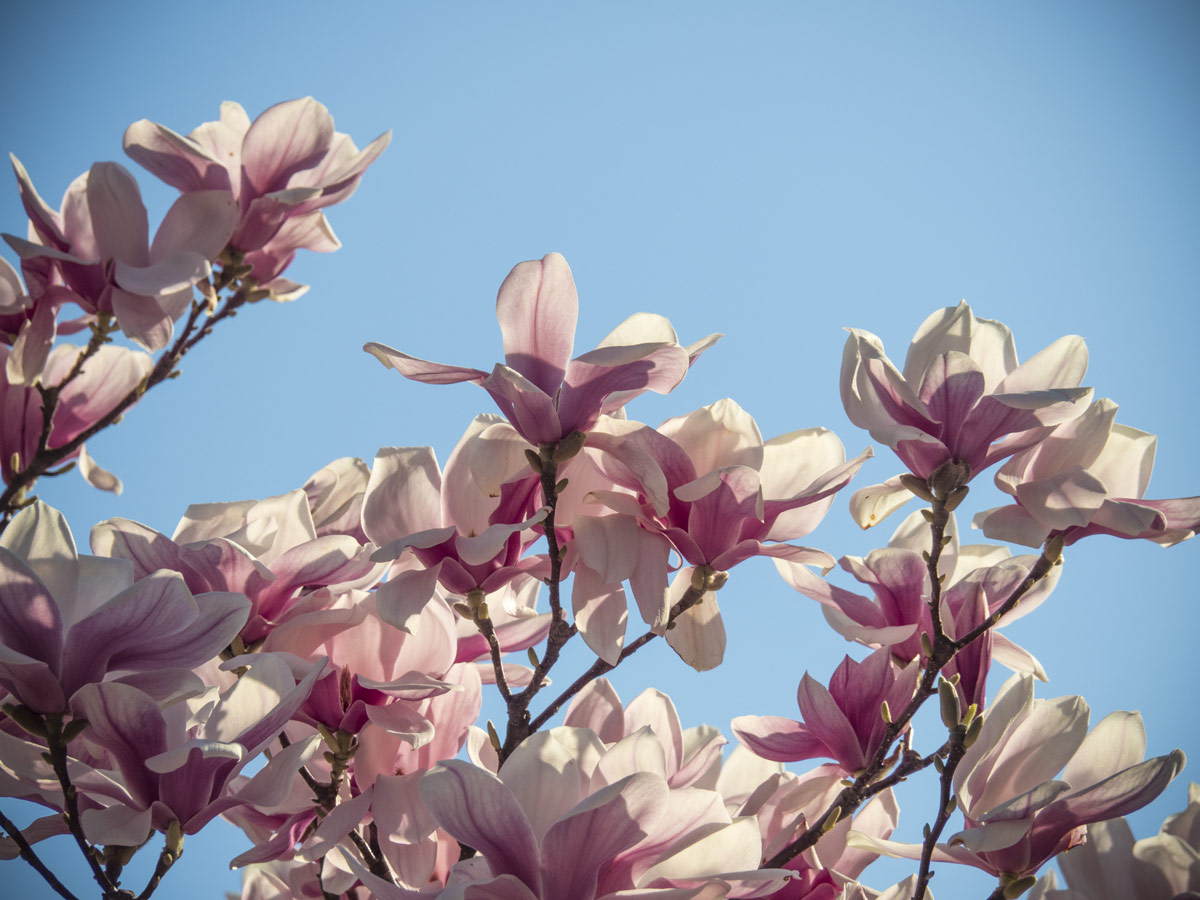 Magnolien blühen 2017