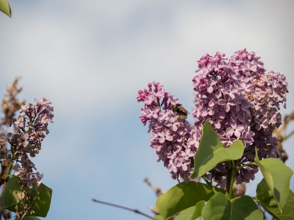 Hummel auf Flieder