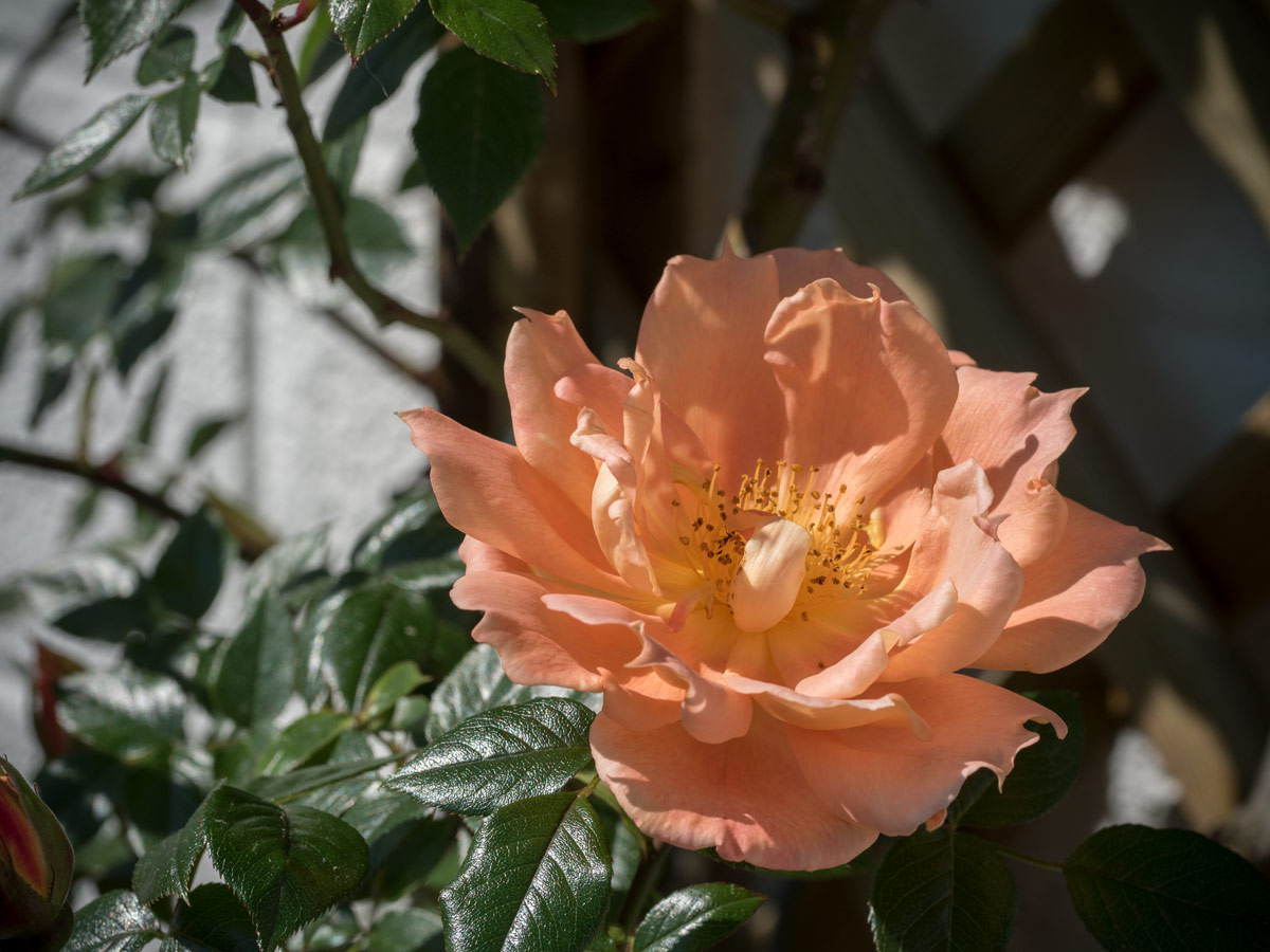 Kletterrose blüht am Muttertag