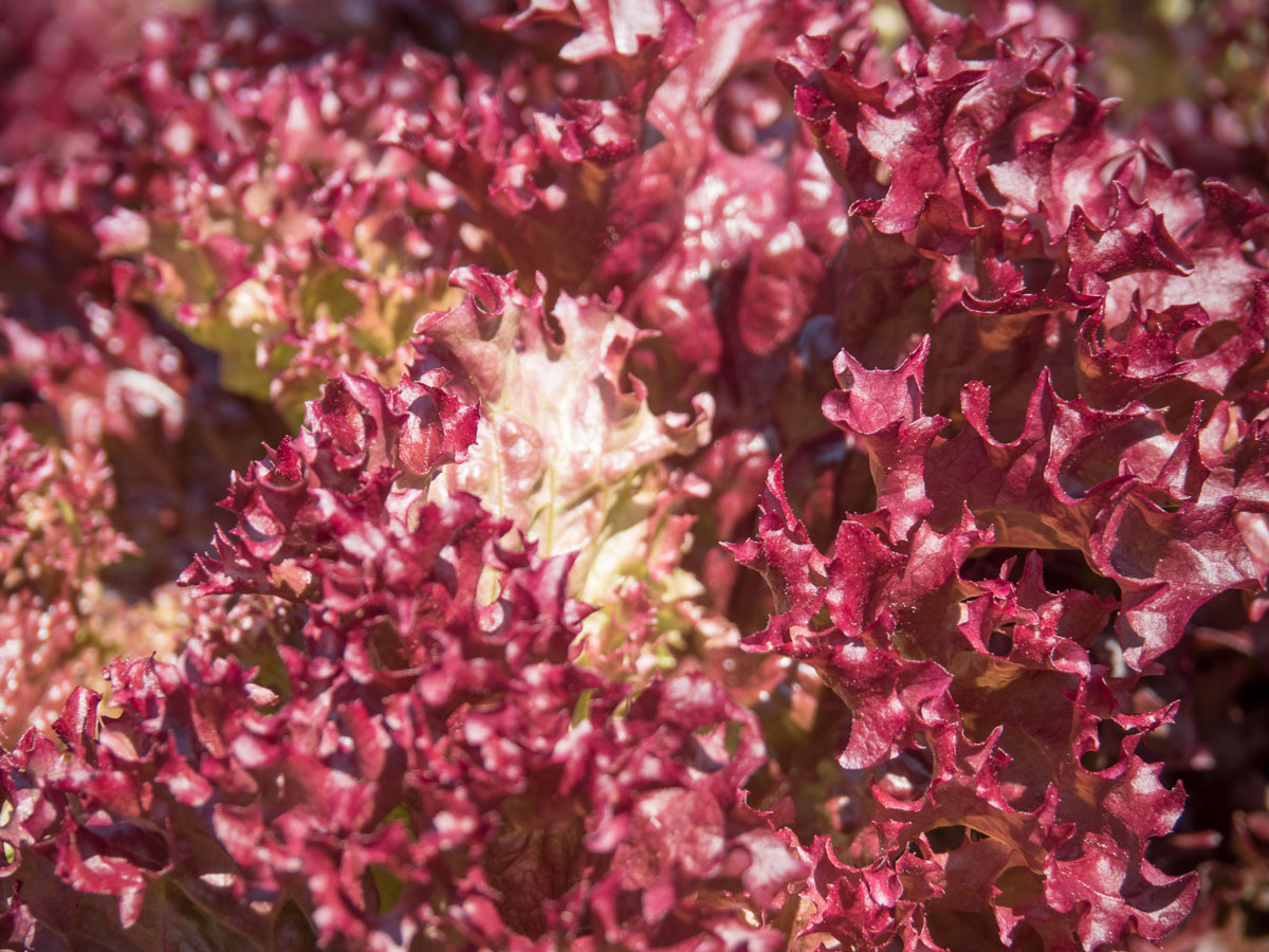 Pflücksalat aus dem Hochbeet