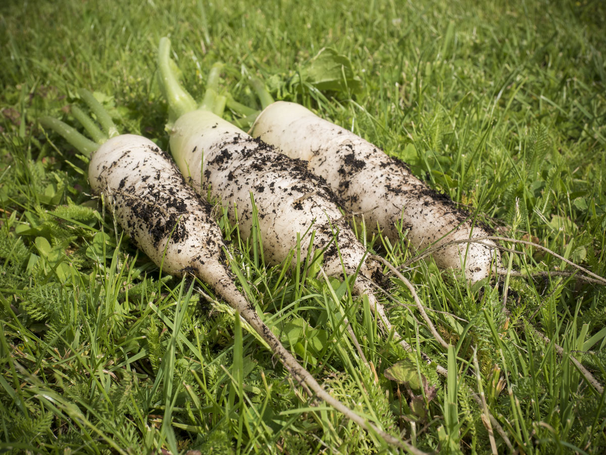 Rettich aus dem Hochbeet