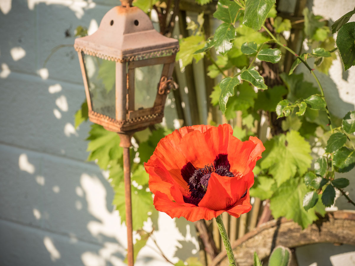 Türkischer Mohn rot