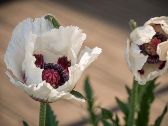 Türkischer Mohn weiss