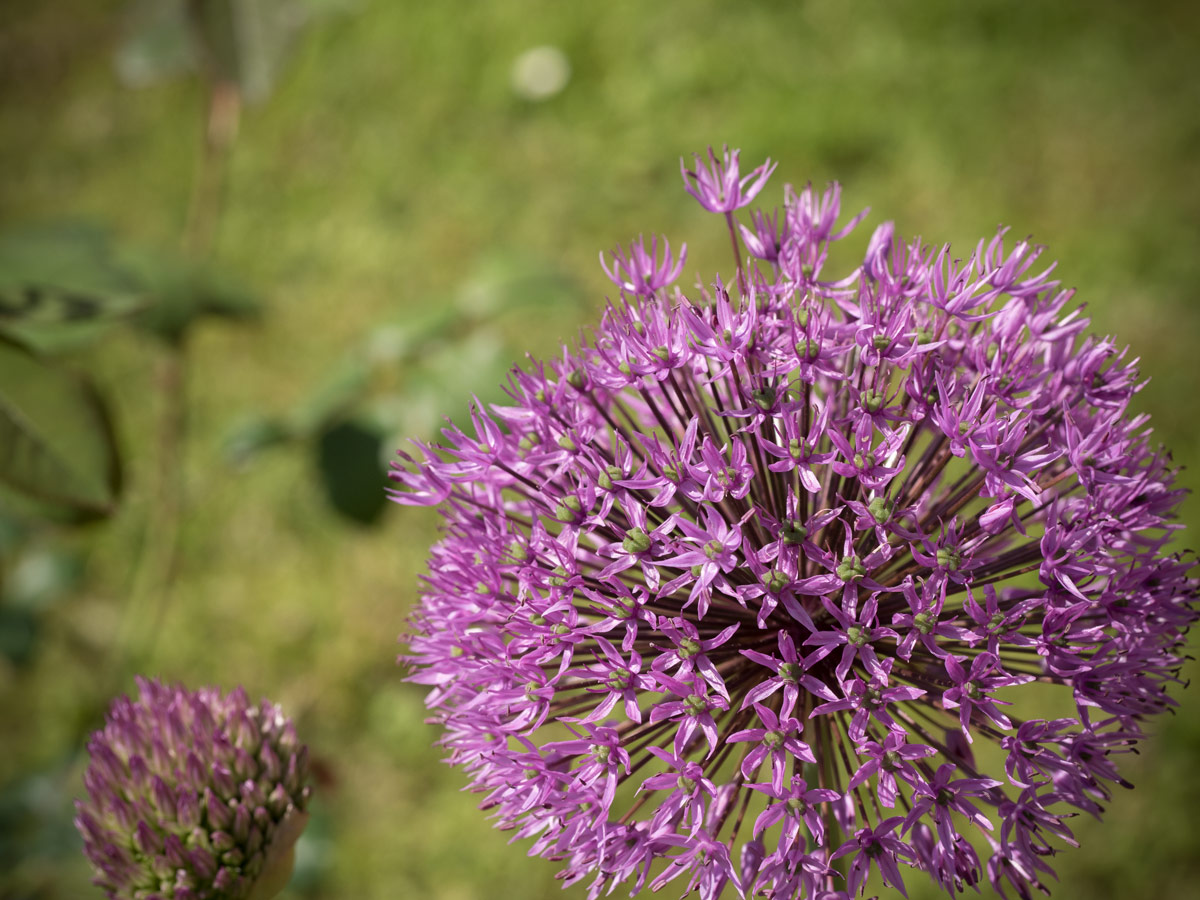 Zierlauch blüht (Alium)