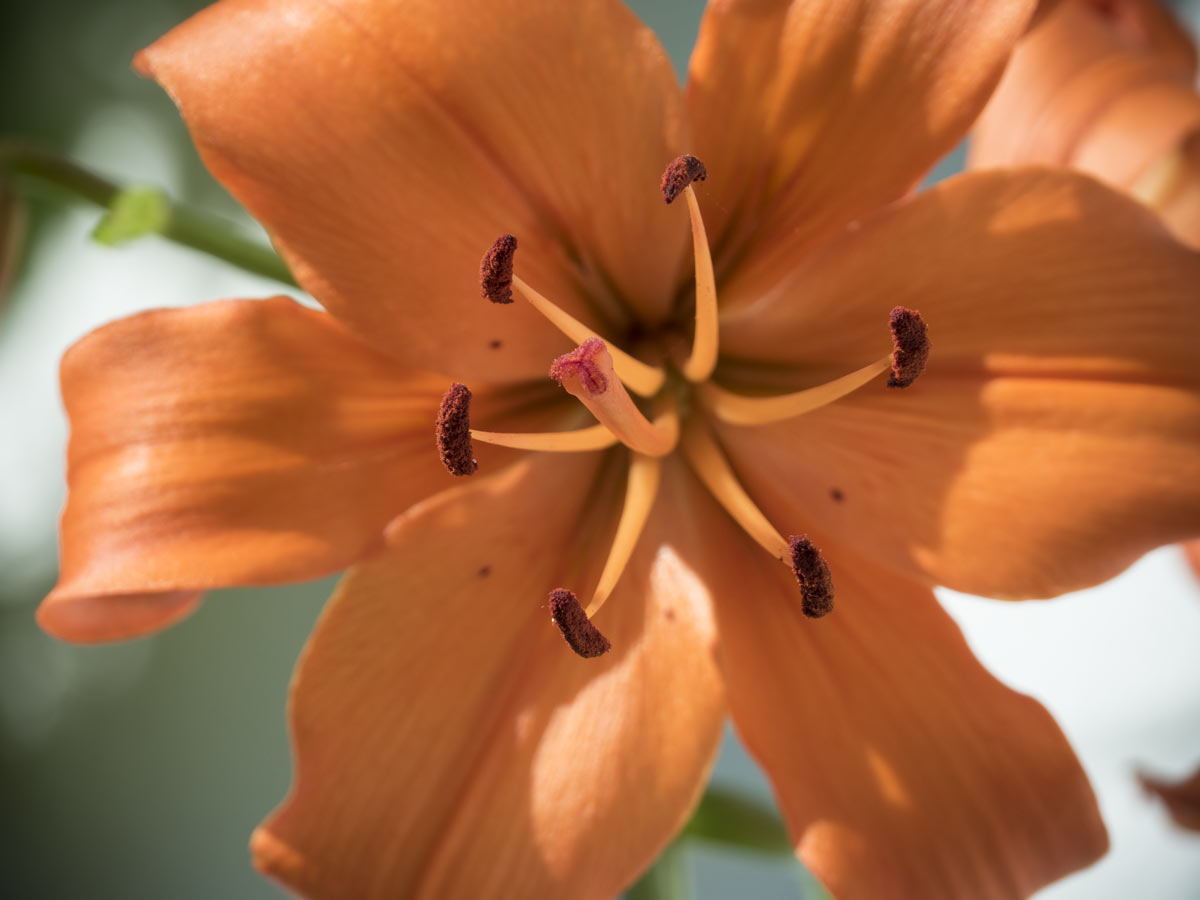 Lilien blühen