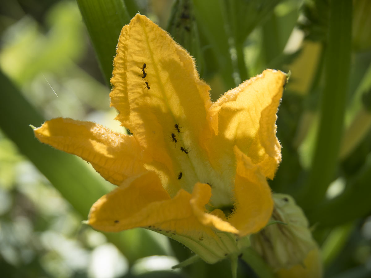 Zucchini blühen