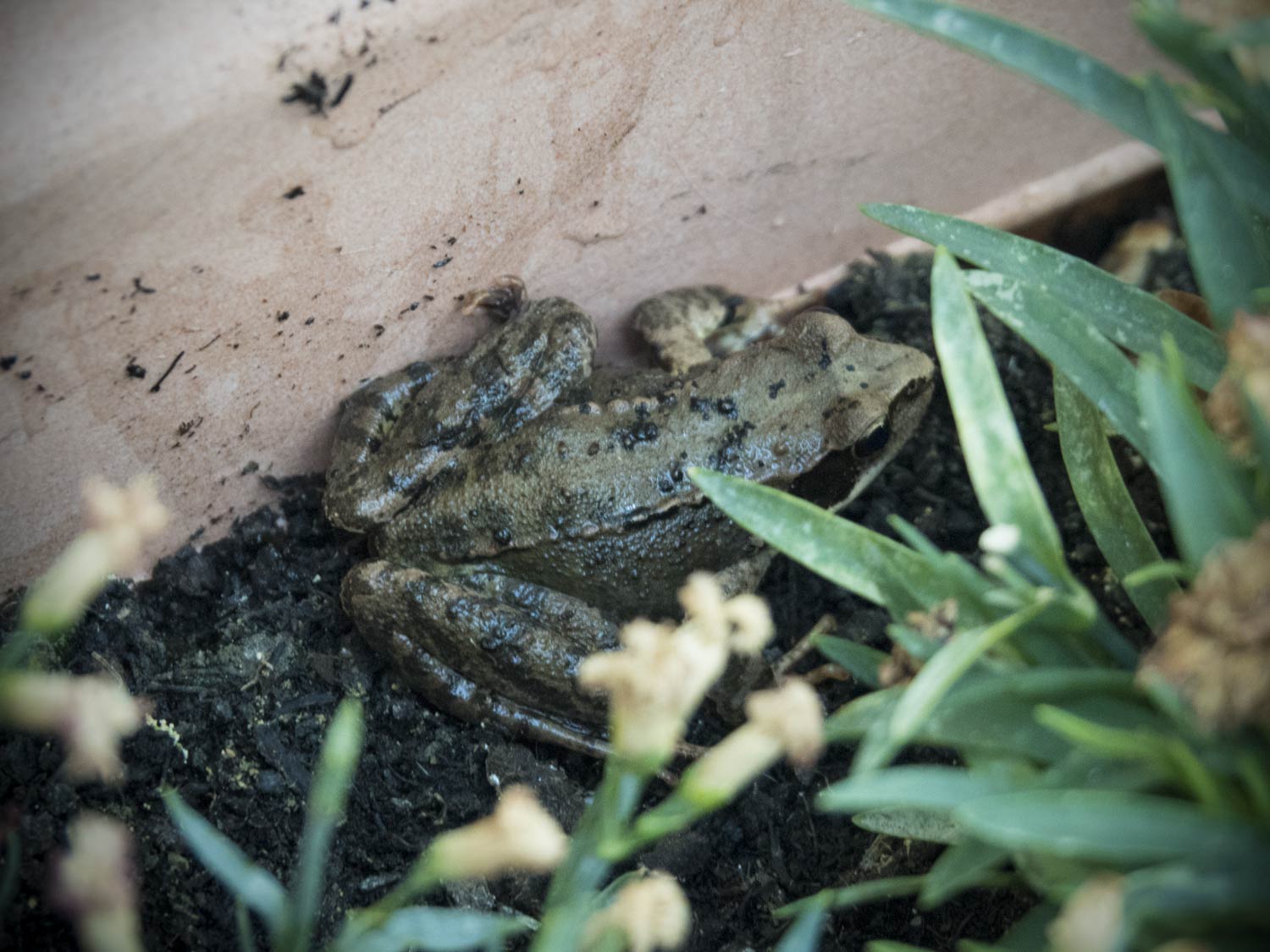 Frosch im Blumentopf