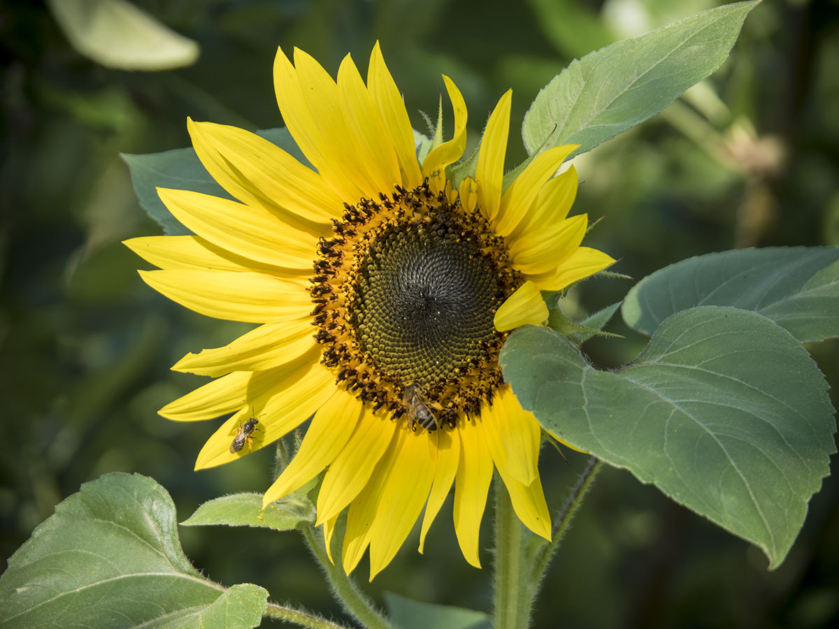 Sonnenblume und Bienen